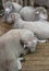 Semi-fine-crowned sheeps in paddock on farm