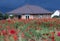 Semi-finished, half-finished house with red poppy field at overcast sky