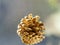 semi open golden oak cone