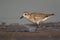 Semi-palmated Sandpiper