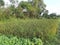 Semi ripe Biroi rice paddy plants in the field.