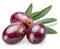 Semi-ripe olive berries and olive leaves on white background