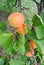 Semi-ripe orange apricots on the tree in an orchard