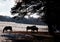 semi-silhouette of backlit horses under a pine tree in a frosty sunny field