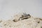 A semi terrestrial ghost crab on the sand beach near the ocean, Zanzibar, Tanzania. It is also sometimes known as a sand crab