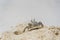 A semi terrestrial ghost crab on the sand beach near the ocean, Zanzibar, Tanzania. It is also sometimes known as a sand crab