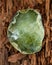 Semi-translucent partially polished Prehnite nodule from the Northern Territory, Australia. On a tree bark in the forest