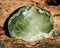 Semi-translucent partially polished Prehnite nodule from the Northern Territory, Australia. On a tree bark in the forest