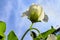 The semi-transluscent pea flower against the blue sky
