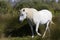 Semi-wild Camargue horse