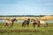 Semi-wild herd of horses Konik Polski grazing in the lakeside meadows