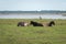 Semi-wild herd of horses Konik Polski resting in the lakeside meadows on sunny spring day