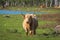 Semi-wild Highland cow grazing in the lakeside meadows on sunny spring day