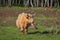 Semi-wild Highland cow grazing in the lakeside meadows on sunny spring day