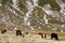 Semi-wild horses in Gran Sasso Park, Italy