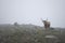 Semi-wild mountain cattle
