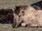 Semi-wild Polish Konik horse falling asleep on a ground