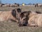 Semi-wild Polish Konik horse falling asleep on a ground