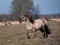 Semi-wild Polish Konik horse running on a meadow