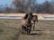 Semi-wild Polish Konik horse runningin a meadow