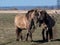 Semi-wild Polish Konik horse walking in a meadow