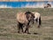 Semi-wild Polish Konik horse walking in a meadow