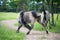 Semi-wild Polish Konik horses eating grass on a meadow near the forest