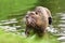 Semiaquatic rodent called `Myocastor Coypus`, commonly known as `Nutria`, scratching itself in river