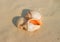 Semicassis granulata Seashell