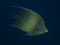 Semicircle angelfish