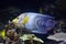 Semicircle angelfish (Pomacanthus semicirculatus)