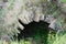 Semicircular stone entrance to the cave grotto, sunny summer day, grass, wild flowers