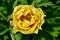 Semidouble yellow Itoh hybrid peony Edwards Gardens