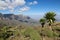 Semien Mountains view with Giant Lobelia (Lobelia rhynchopetalum) in foreground