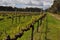 Semillion Grape vines Margaret River Western Australia