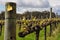 Semillion Grape vines Margaret River Western Australia