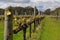 Semillion Grape vines Margaret River Western Australia