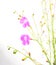 Seminole false foxglove - Agalinis filifolia - an annual herbaceous wildflower with showy bell shaped pink blooms isolated on