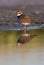 Semipalmated Plover