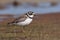 Semipalmated Plover