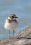 Semipalmated Plover