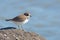 Semipalmated Plover