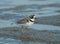 Semipalmated Plover