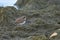 Semipalmated Plover bird walking along moss covered rocks