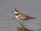 Semipalmated Plover Charadrius in latin