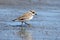 Semipalmated Plover (Charadrius semipalmatus)