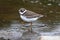 Semipalmated Plover (Charadrius semipalmatus)