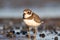 Semipalmated Plover (Charadrius semipalmatus)