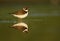 Semipalmated plover, Charadrius semipalmatus