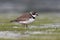 Semipalmated plover, Charadrius semipalmatus,